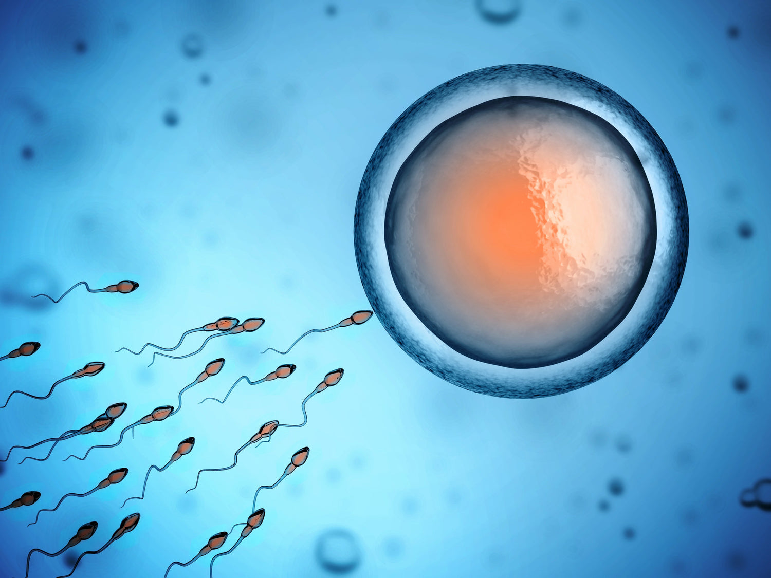 Can a PCOS Supplement Support Aspects of Male Reproductive Health? An Evidence-Based Review